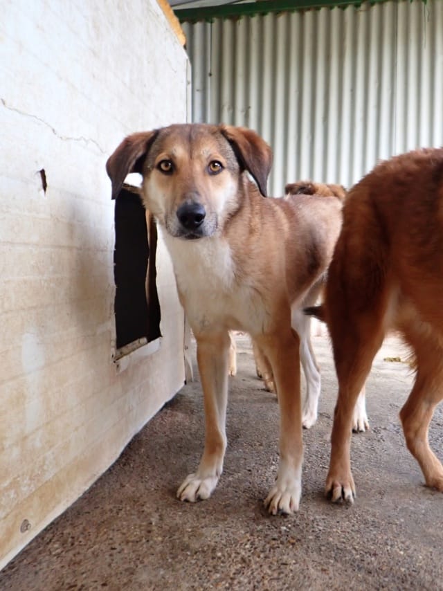 Sydney, chien à l'adoption
