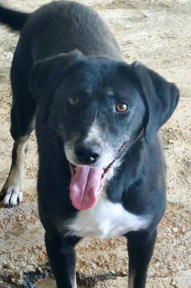 Symphonie, rescue dog available for adoption