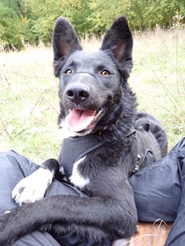 Syrka, chien à l'adoption