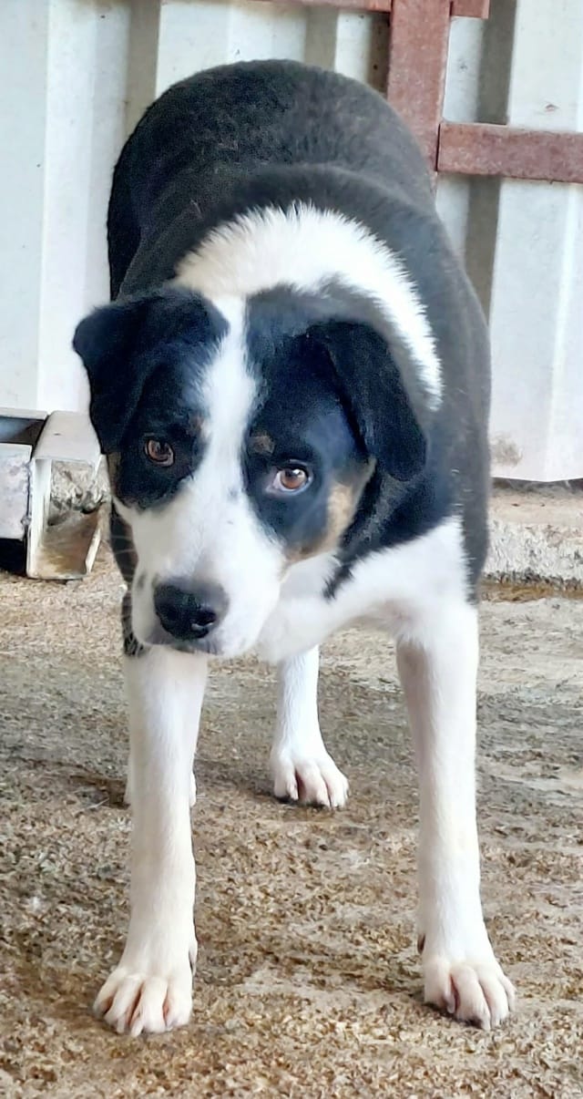 Taïga, rescue dog available for adoption