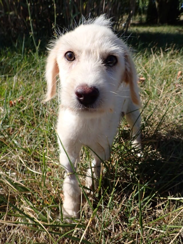 Tengo, chien à l'adoption