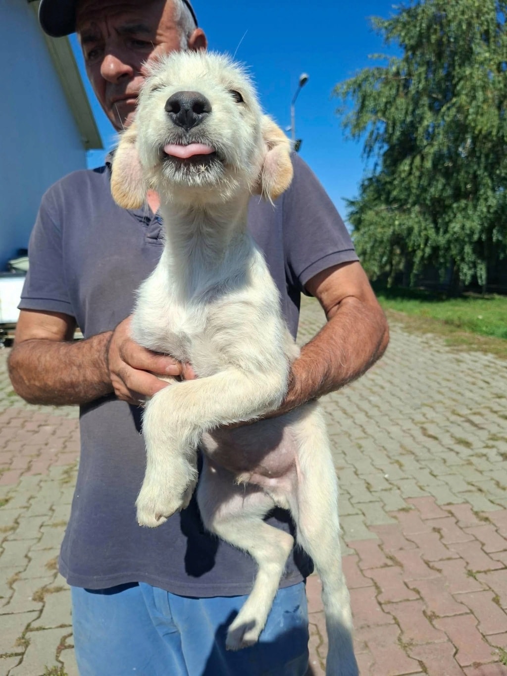 Tengo, chien sauvé par Remember Me France