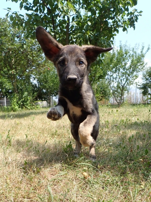 Tenor, chien sauvé par Remember Me France