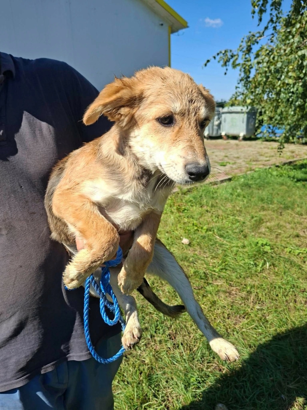 Tessia, chien sauvé par Remember Me France
