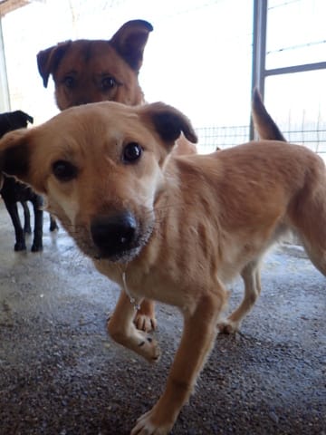 Thalie, chien à l'adoption