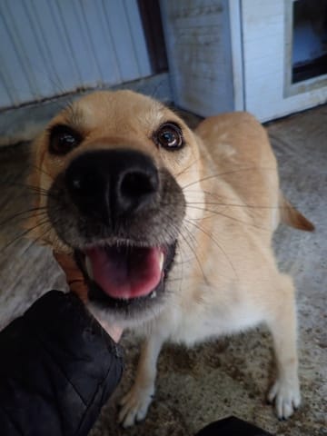 Thalie, chien à l'adoption
