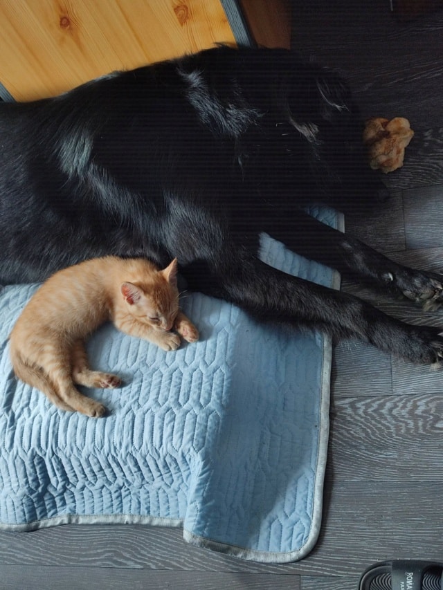 Thao, chien sauvé par Remember Me France