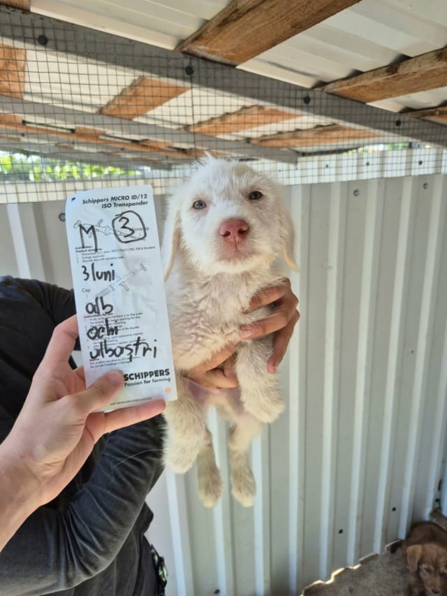Thebes, chien à l'adoption