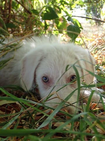 Thebes, chien à l'adoption