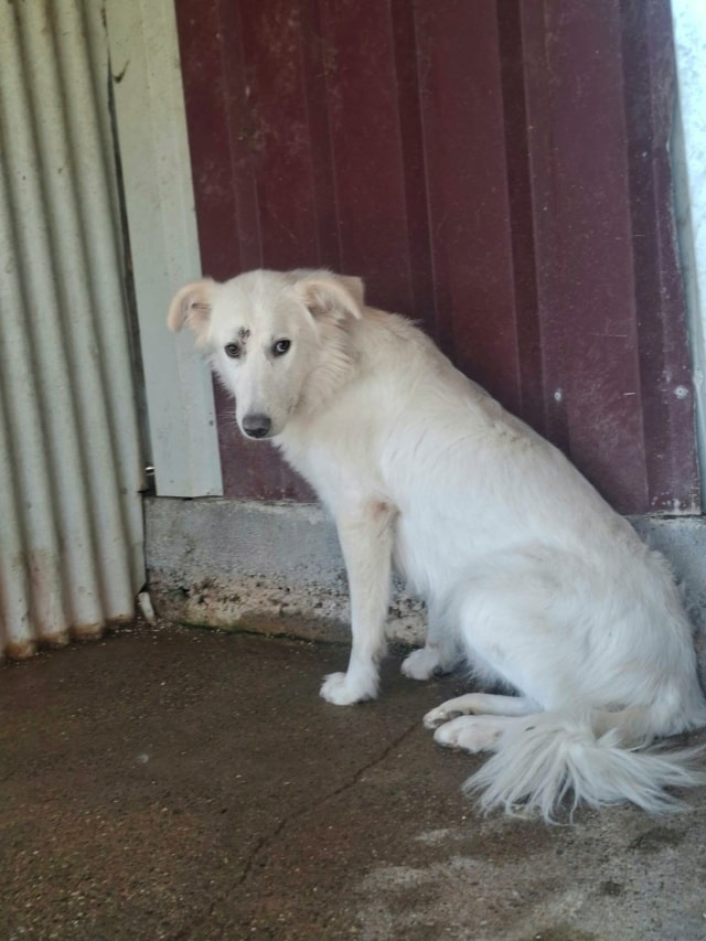 Photo de Tiber, à l'adoption