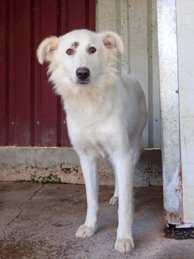 Photo de Tiber, à l'adoption