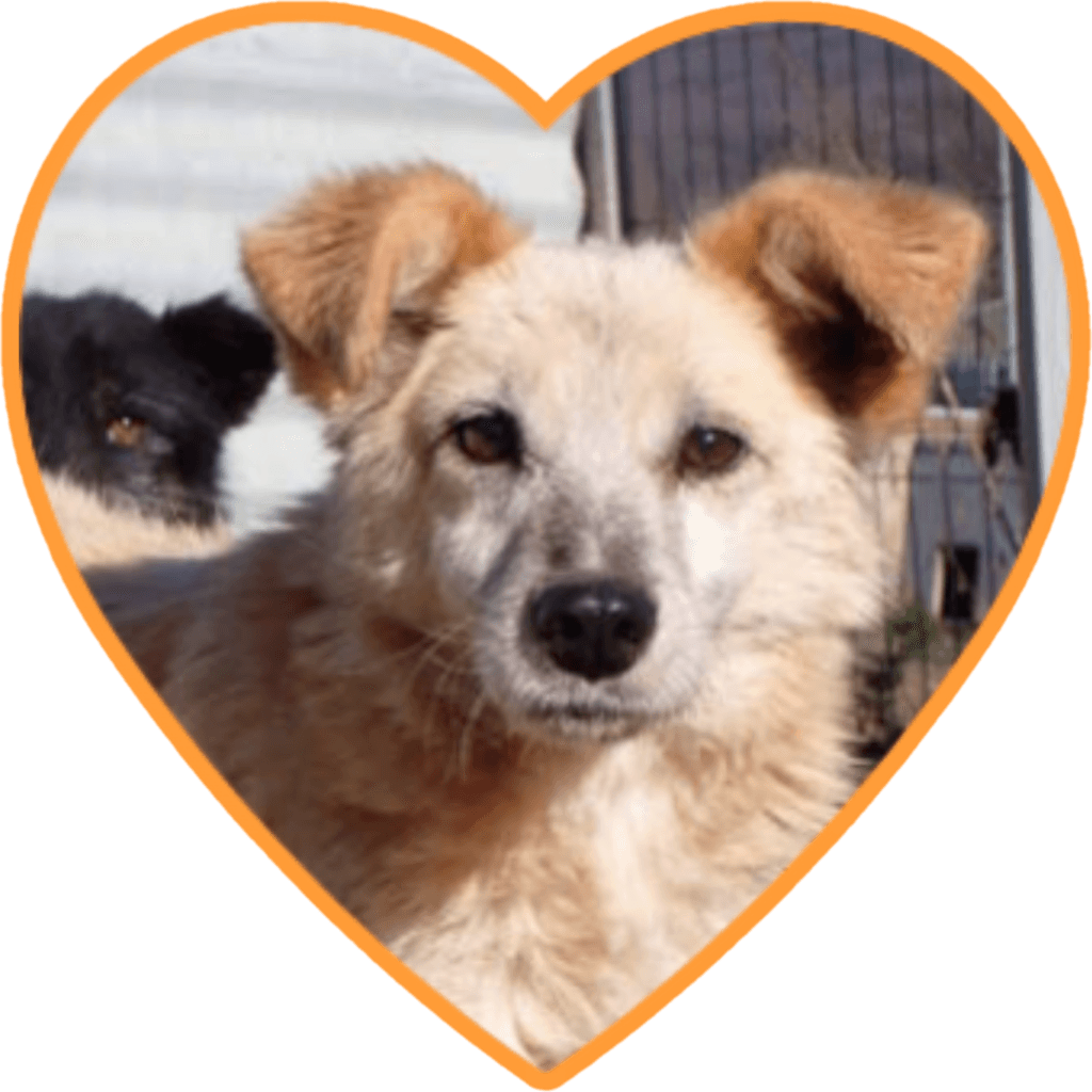 Tikk, chien à l'adoption
