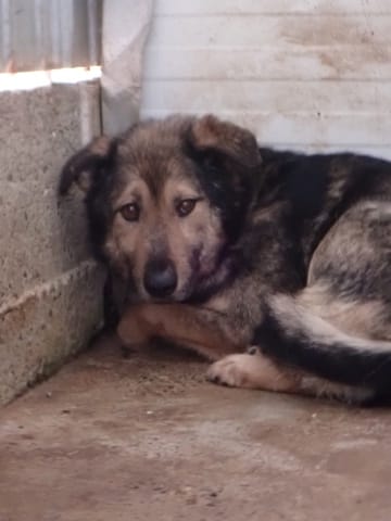 Timba, chien à l'adoption