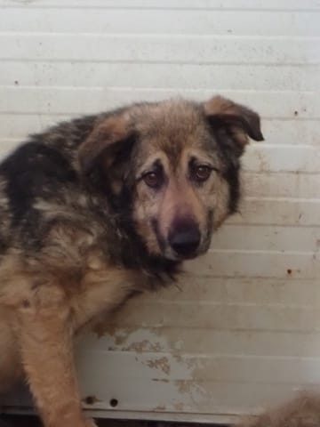 Timba, chien à l'adoption