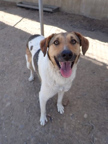 Titoon, chien à l'adoption