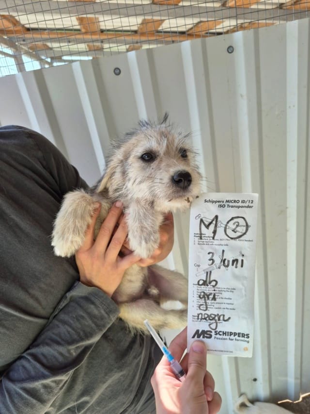 Tofu, chien à l'adoption