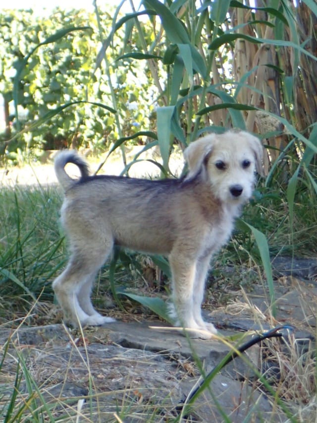 Tofu, chien à l'adoption