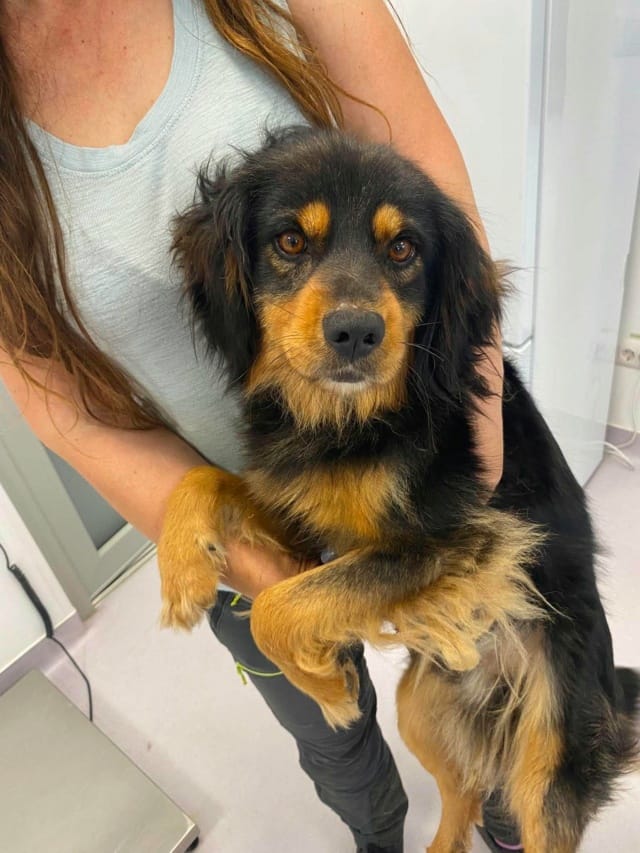 Tornado, rescue dog available for adoption