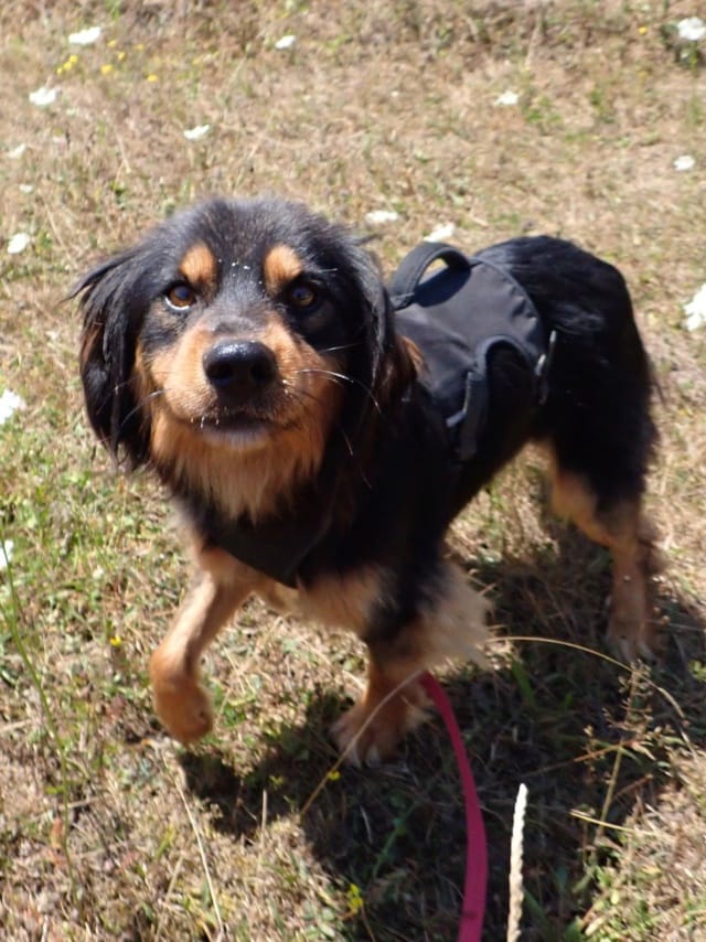 Tornado, chien à l'adoption
