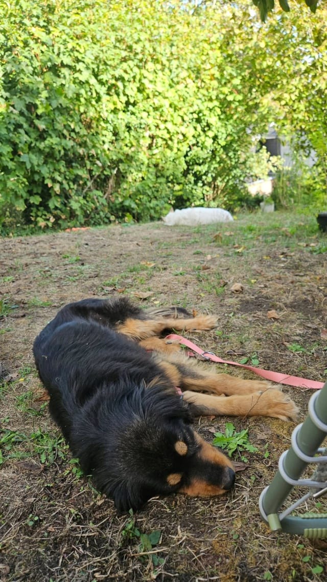 Tornado, chien à l'adoption