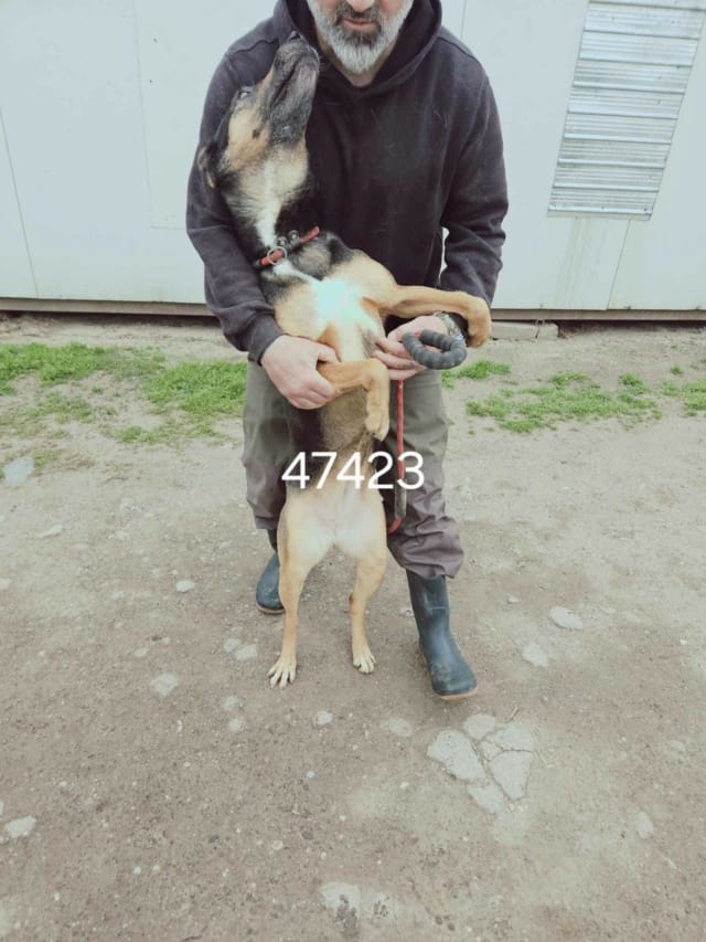 Toula, chien à l'adoption