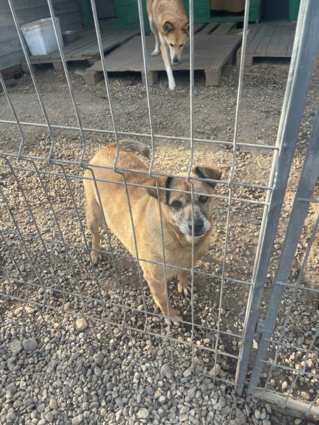 Urikane, chien à l'adoption