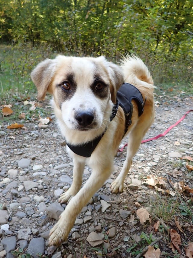 Valdo, chien à l'adoption