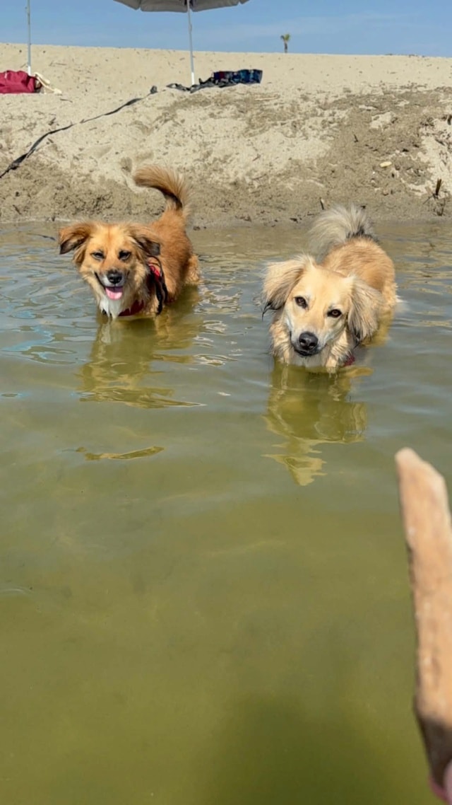 Valence, a dog rescued by Remember Me France