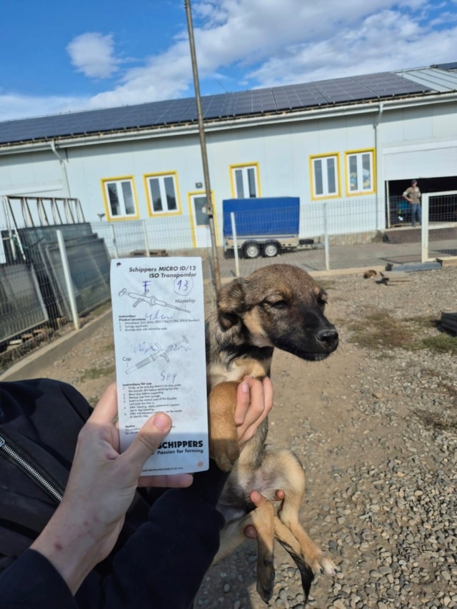 Photo de Velina, à l'adoption
