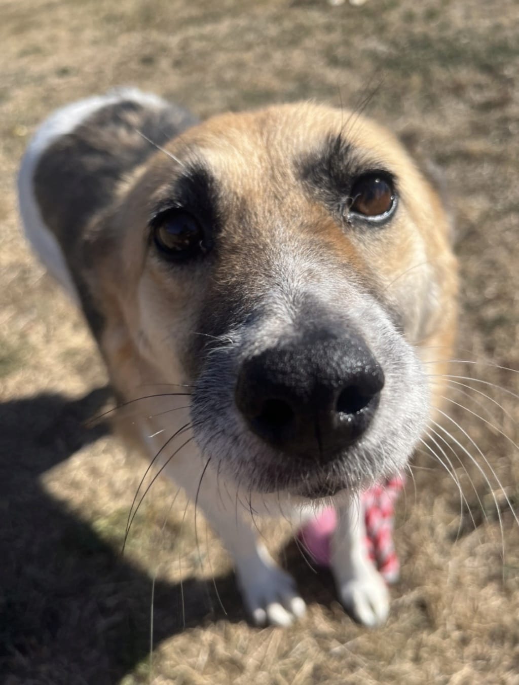 Velora, chien à l'adoption