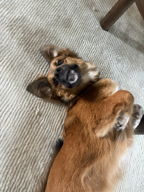 Verso, chien sauvé par Remember Me France