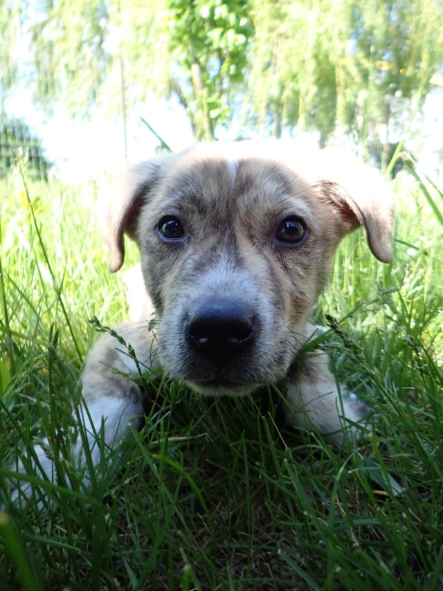 Vezemir, chien sauvé par Remember Me France