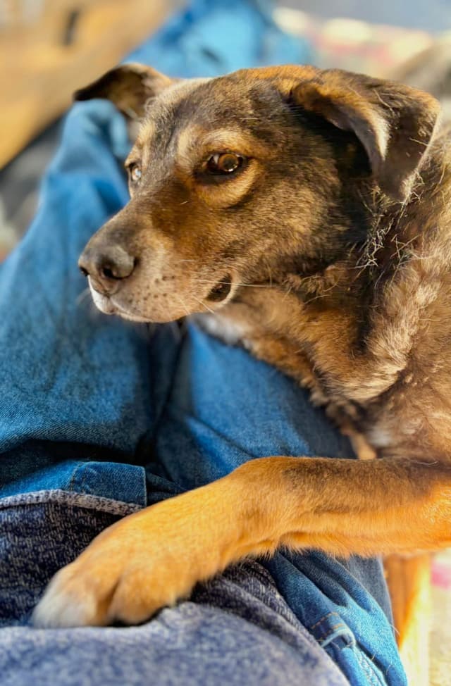 Vidock · Chiens en urgence, Remember Me France