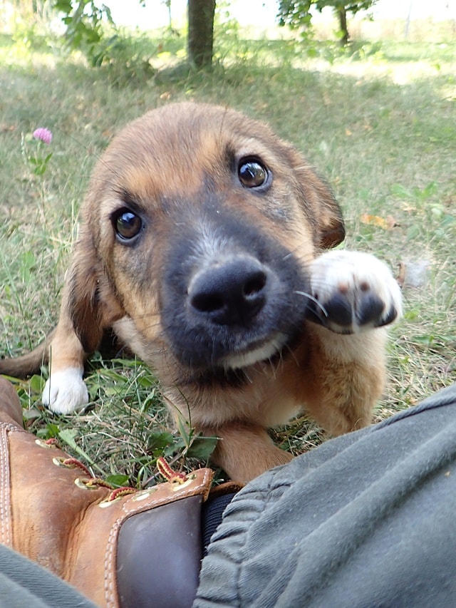 Vilgefortz, chien sauvé par Remember Me France