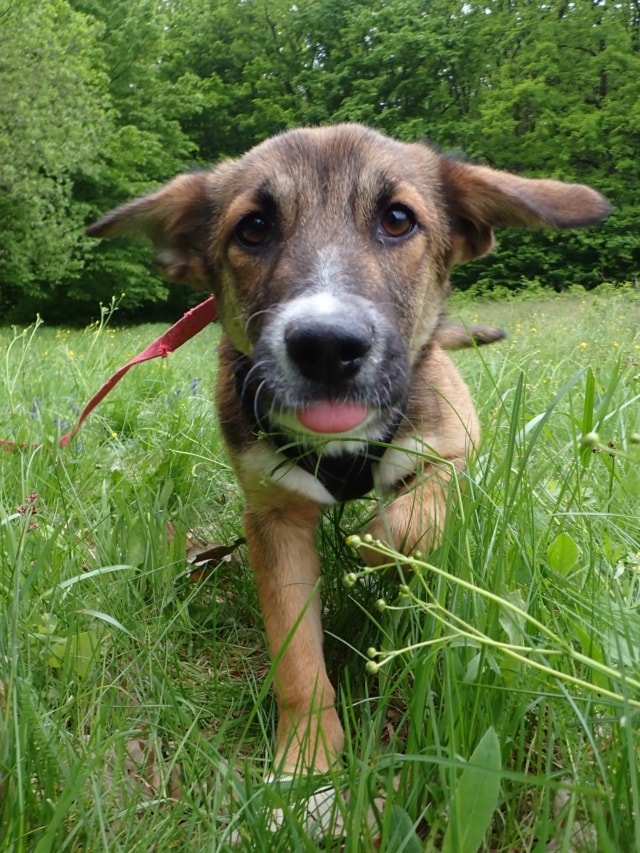 Virelia, chien sauvé par Remember Me France