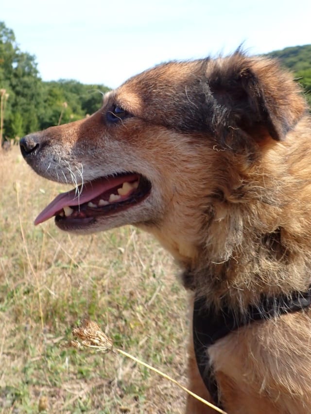 Vulpita, chien à l'adoption