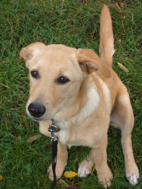 Winnie, chien sauvé par Remember Me France