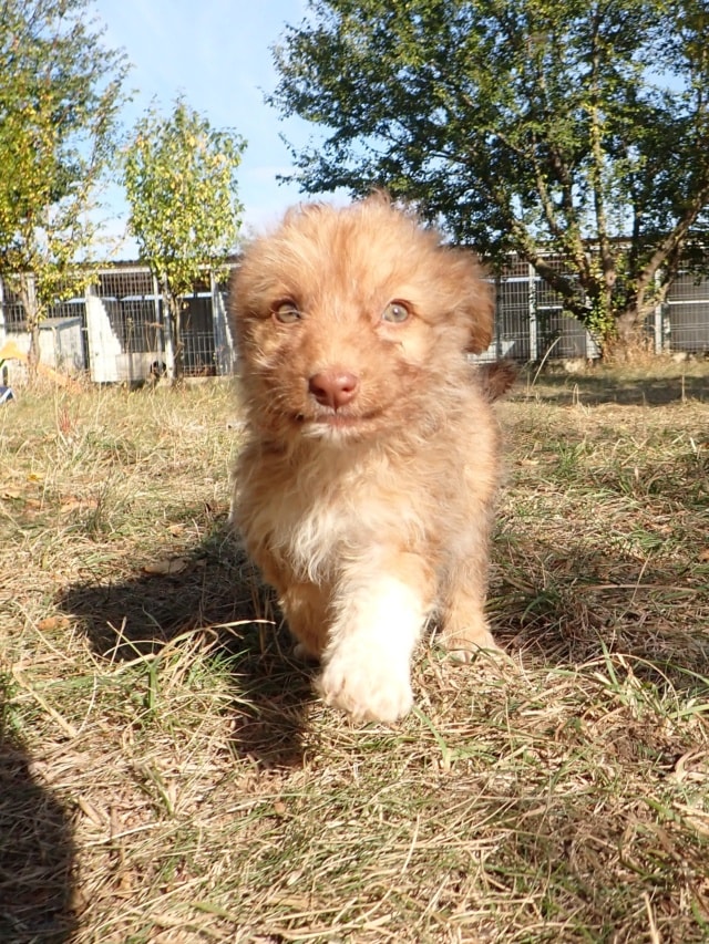 Photo de Yachi, à l'adoption