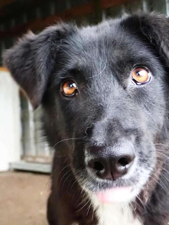 Yami, chien à l'adoption