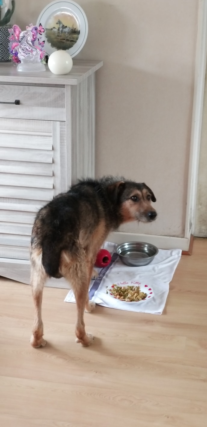 Yanna, chien sauvé par Remember Me France