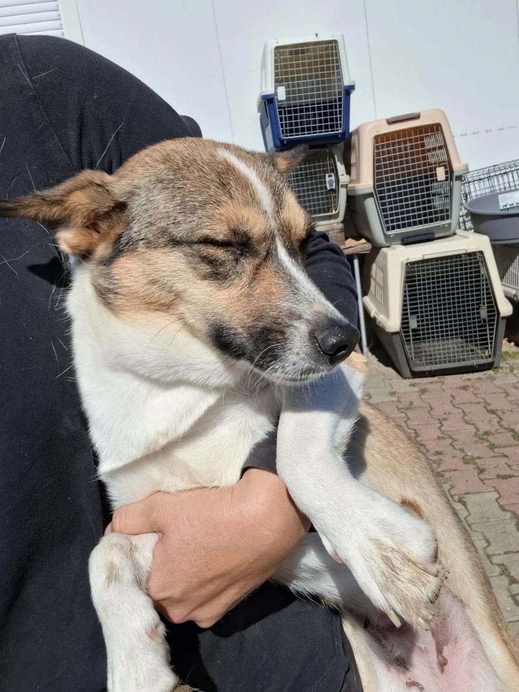 Yelena, chien à l'adoption