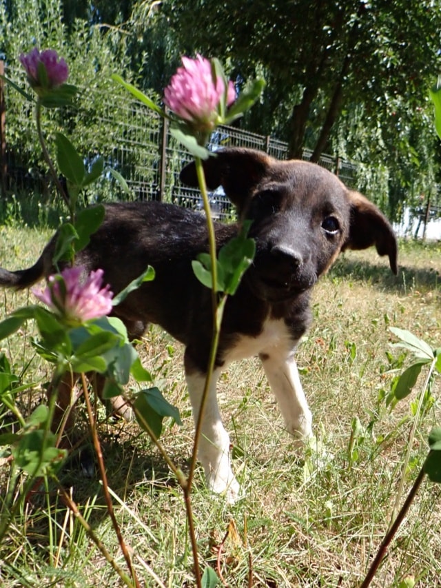 Yliana, chien sauvé par Remember Me France