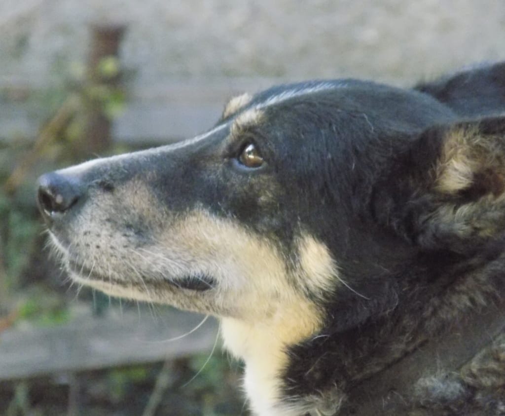Yola, chien à l'adoption