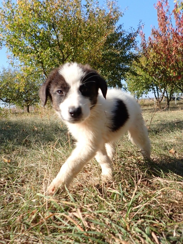 Photo de Yosko, à l'adoption