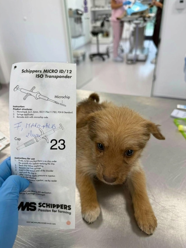 Photo de Youky, à l'adoption
