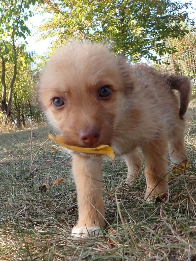 Youky, chien à l'adoption