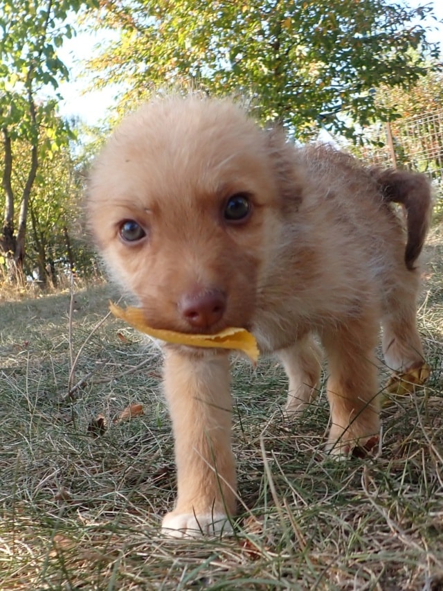 Photo de Youky, à l'adoption