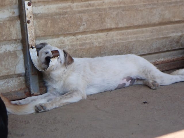 Ysaline, chien à l'adoption