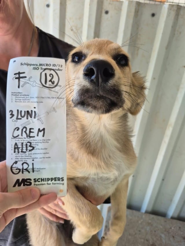 Zafira, chien à l'adoption