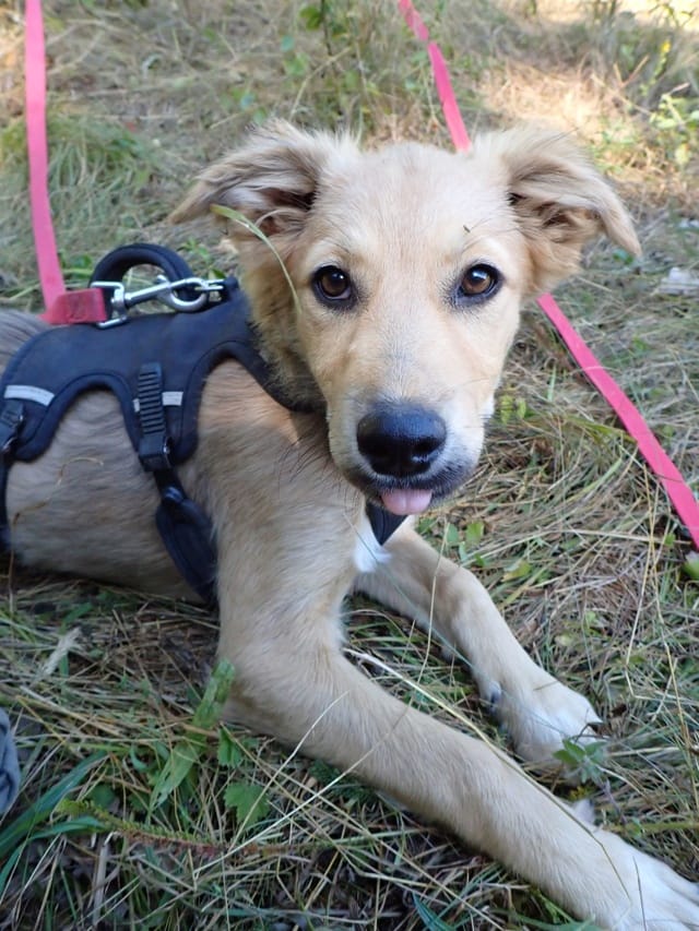 Zafira, chien à l'adoption